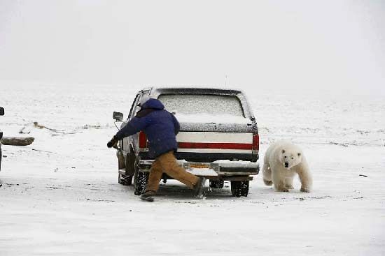 نتیجه عکاسی از خرس قطبی!