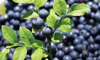 با مصرف روغن ماهی به جنگ «آب سیاه» بروید