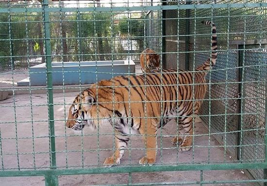 رسوایی مرگ ۸ ببر در باغ وحش مشهد