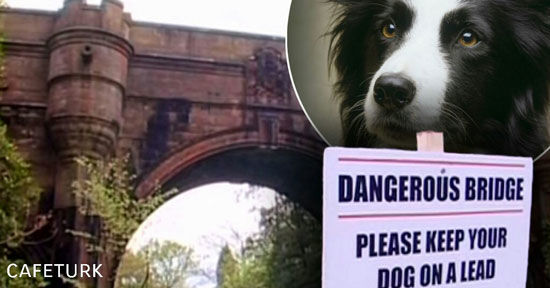 پل نفرین شده، برای خودکشی سگ ها