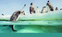 پنگوئن‌ها به دنیای سینما برگشتند