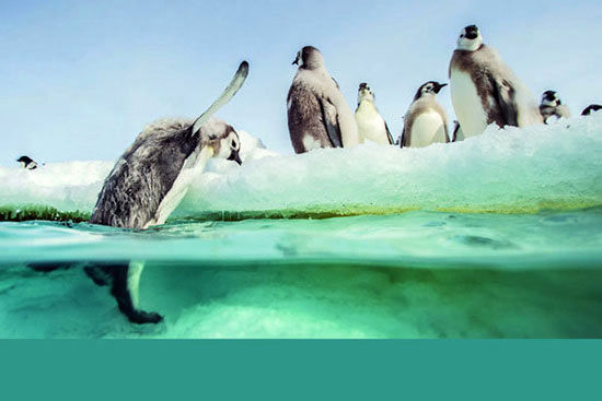 پنگوئن‌ها به دنیای سینما برگشتند