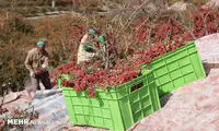 درخشندگی یاقوت سرخ در دل کویر