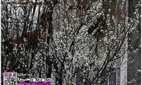 عکس: شکوفه دادن درختان در استان گیلان!