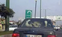 تصویری عجیب از حمل گوساله با پراید!