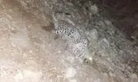 مشاهده یک پلنگ در طبیعت بروجرد