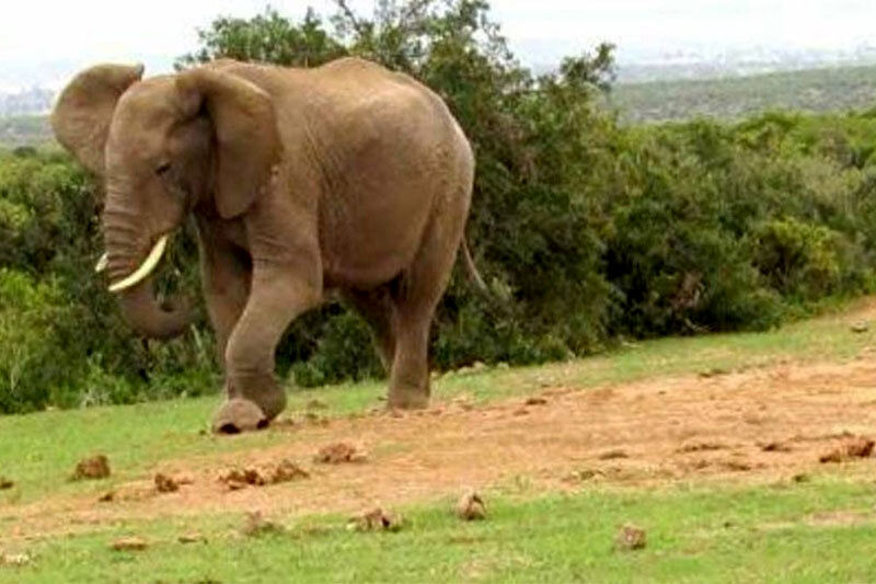 فیل رفتگر در جنگل‌های آمازون!