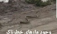 مار‌های خطرناک در مناطق سیل‌زده