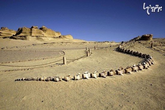 اولین موزه فسیل شرق میانه در مصر