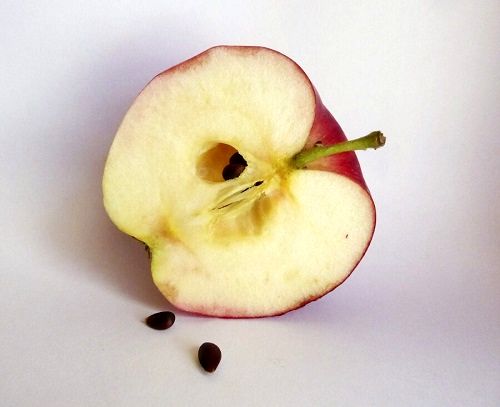 اثر معجزه‌آسای خوردن هسته سیب