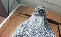 توضیحات کمدین معروف بابت احضارش به دادگاه