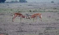 سوءاستفاده شیر از دوئل دو آهو +عکس