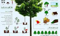 اینفوگرافی؛ راه و روش‌هایی در روز درختکاری