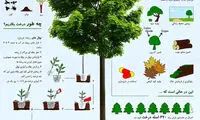 اینفوگرافی؛ راه و روش‌هایی در روز درختکاری
