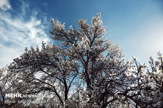 بوی خوش بهار در همدان