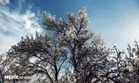 بوی خوش بهار در همدان
