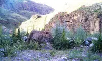 جولان پلنگ ایرانی در طبیعت خراسان