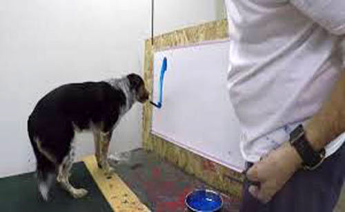 فیلم: سگی که نامش را می‌نویسد!