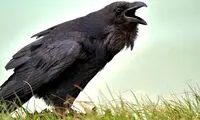 مراقب رفتار خود با کلاغ‌ها باشید!