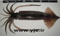 ترسناکترین حیوانات داخل بدن انسان! +عکس