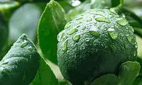 نحوه کاشت درخت لیمو ترش در خانه +عکس