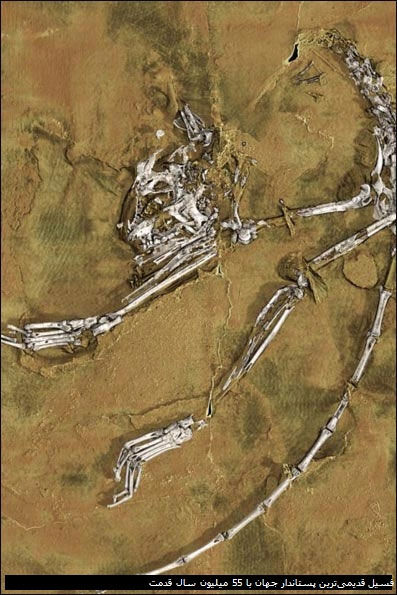 قدیمی‌ترین پستاندار جهان +عکس