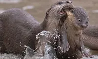 صحنه‌های کمدی و خنده‌دار حیات وحش