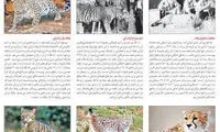 گربه‌ سانان ایرانی، از بزرگترین تا کوچکترین