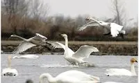 قوهای مهاجر در منوی رستوران‌ها!