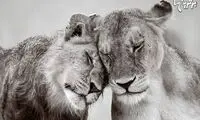 پروژه عکاسی از حیوانات باغ وحش لندن