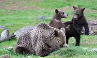 برندگان مسابقه عکاسی کمدی حیوانات