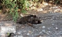 علت مرگ خرس قهوه ای در گلستان اعلام شد