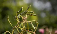 گلی که با انفجار پخش می‌شود!