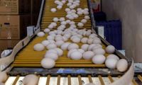 قیمت جدید تخم‌مرغ اعلام شد