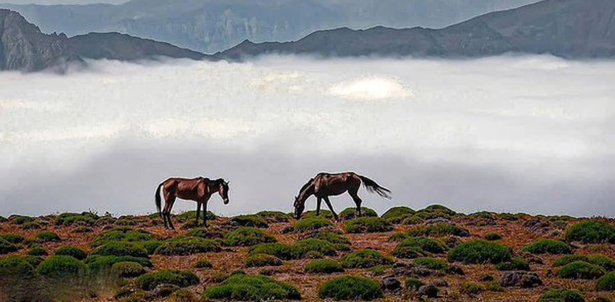 دلربایی اسب‌های وحشی در دامنه‌‌ی دماوند باشکوه
