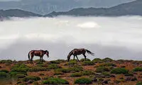 دلربایی اسب‌های وحشی در دامنه‌‌ی دماوند باشکوه
