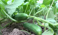 روشی جالب برای کاشت و برداشت خیار در حیاط منزل 
