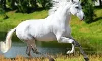 اسب‌های عجیبی که انگشت داشتند