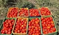 عراق، واردات ۳ محصول کشاورزی را ممنوع کرد