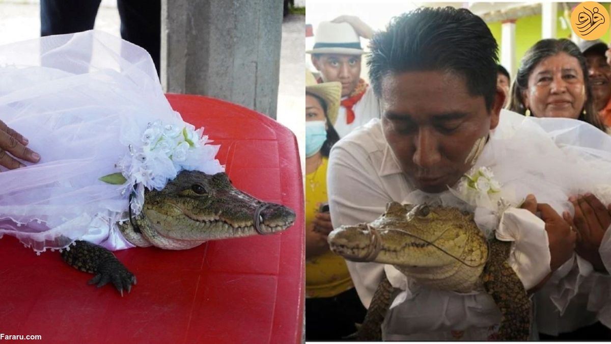 ازدواج آقای شهردار با تمساح برای طلب نعمت!