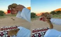 چای خوردن خرگوش‌های کوهی پربازدید شد