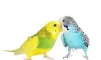 مقایسه مرغ عشق با مرغ مینا برای نگهداری در منزل