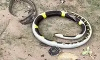 رقص مسحورکننده یک مار!