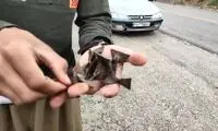 دلیل عجیب پنچری ۵۰ خودرو در محور سقز - بانه!