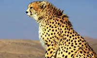 مشاهده یک یوزپلنگ آسیایی برای اولین‌بار در این نقطه از ایران