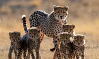 خانواده شلوغ هلیا که یک ایران برایشان جان می‌دهند