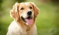 پاتک غافل‌گیرکننده سگ وفادار به زورگیر مسلح