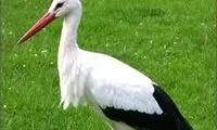 خانه‌سازی بامزه خانواده لک‌لک بالای دکل