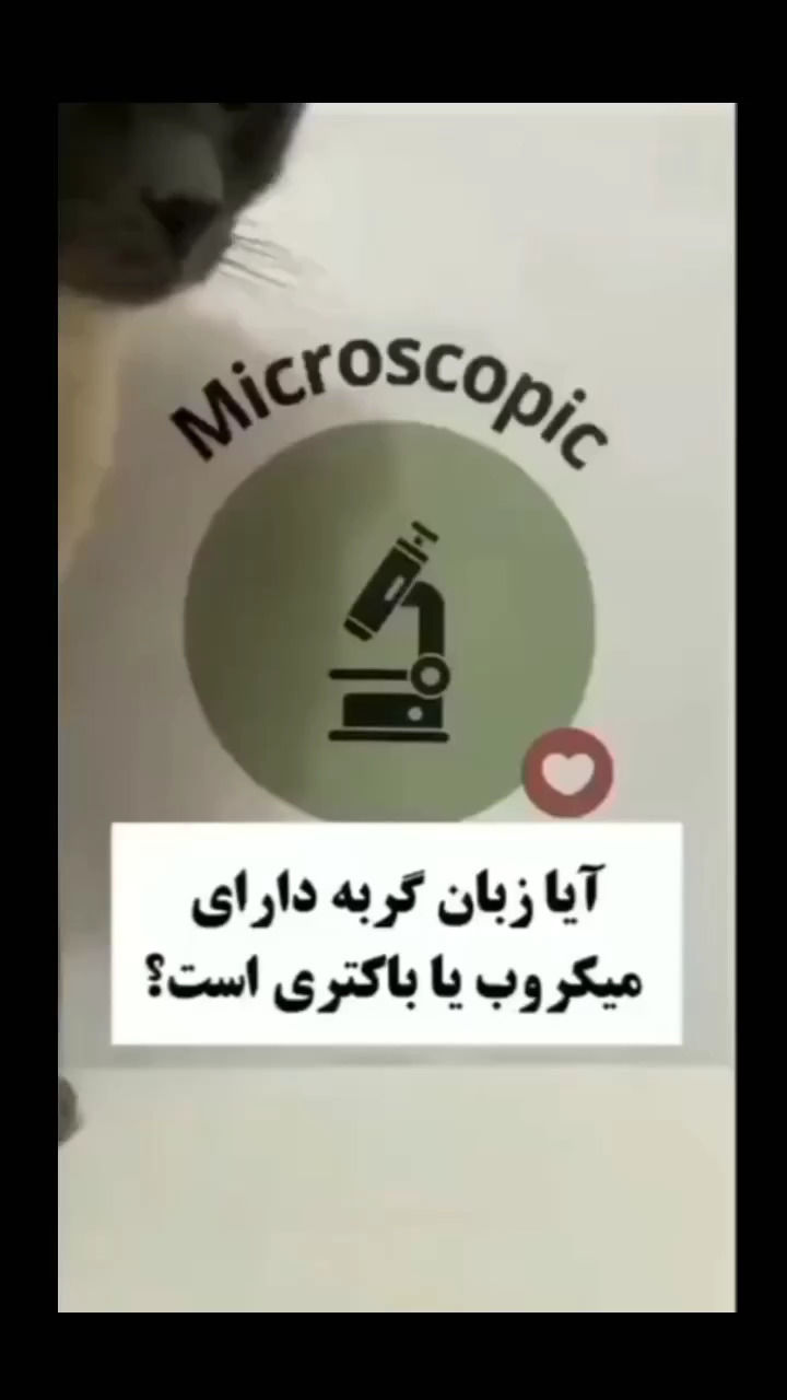 ویدئویی از آب دهان گربه زیر میکروسکوپ