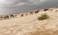 تبدیل شدن صحرا به رودخانه یخی در عربستان!